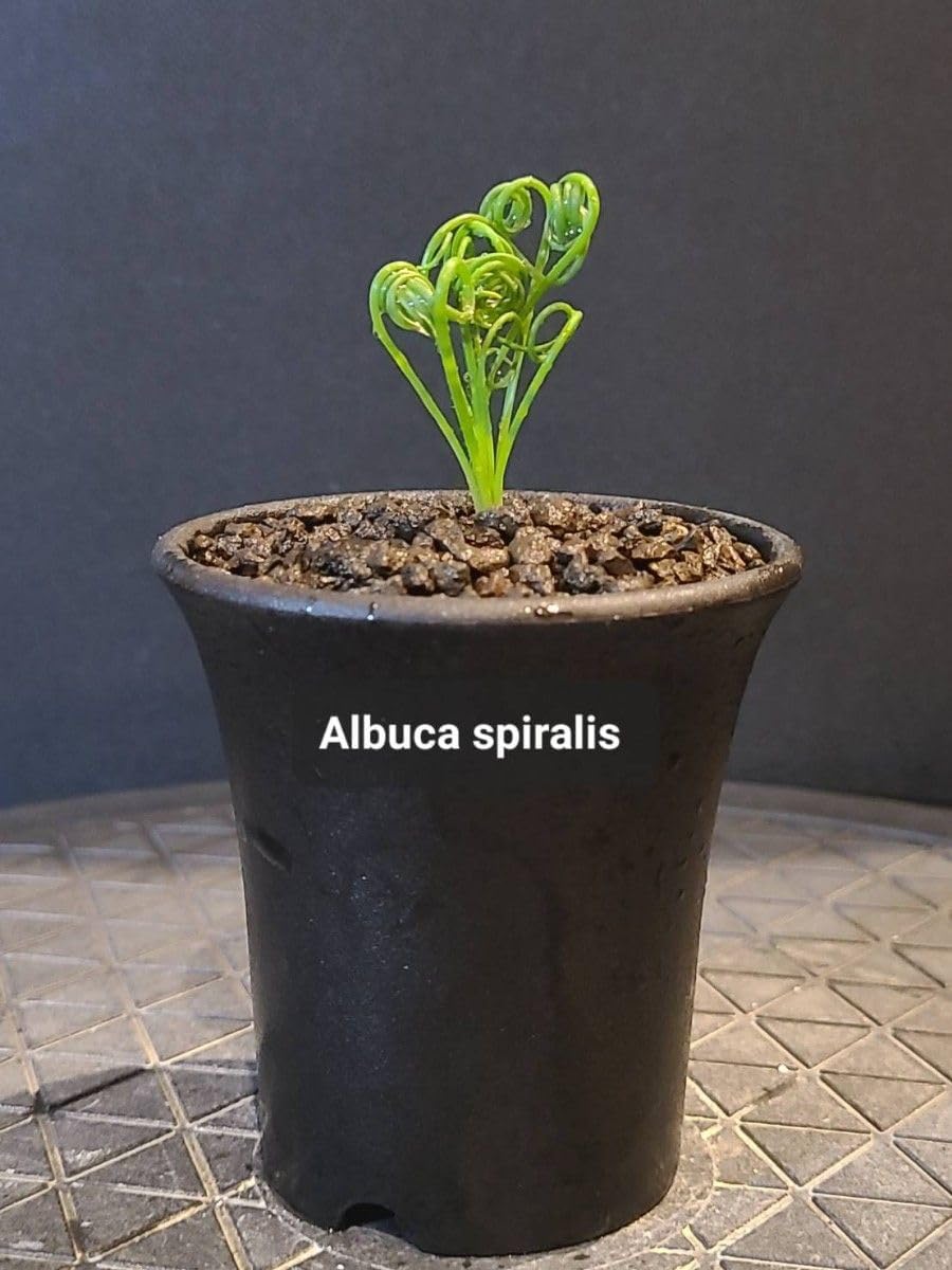 プラム 貴陽 苗木 大株 幹太 るー太陽、貴陽2本セット プラム 苗木 約